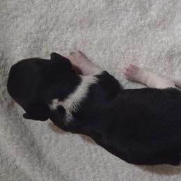 Boy 1 - Piebald male Dachshund puppy in Cowen, West Virginia from Bennett Babies