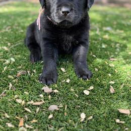 Pink - Black female Labrador Retriever puppy in Paulden, Arizona from Carefree Samoyeds & Deserthills Labradors