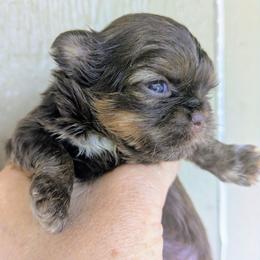 Pretty light eyed liver girl - Chocolate and tan female Shih Tzu puppy in Amherst, Maine from McKayla Hairston