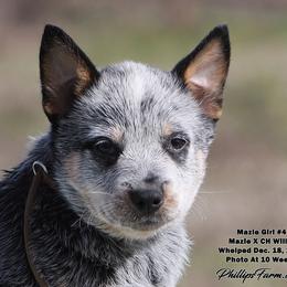 Mazie Girl 4 - Blue speckled female Australian Cattle Dog puppy in Point, Texas from Lakylu Kennels