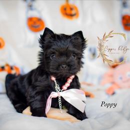 Poppy - Black and gold female Yorkshire Terrier puppy in Marmaduke, Arkansas from Copper Ridge Yorkies