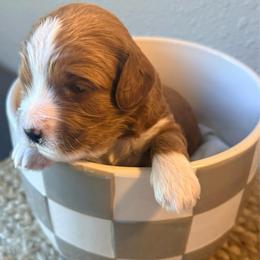 Stone - Red  male Goldendoodle puppy in Knoxville, Tennessee from Graystone Doodles