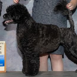 Wicked - Portuguese Water Dog