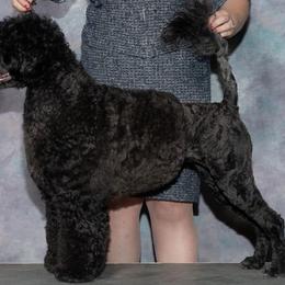 Wicked - Portuguese Water Dog