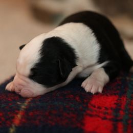 Midnight - Black tri-color female Australian Shepherd puppy in Noxon, Montana from MITIN Aussies AKC Standard Australian Shepherds
