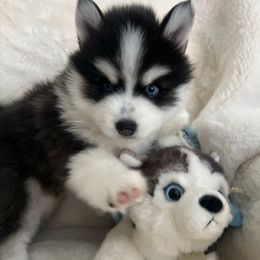 AXEL - Black and white male Pomsky puppy in Mount Sterling, Kentucky from SnowBears Pomsky Ranch