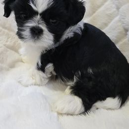 Shih Tzu Puppies from Southern Class Shih Tzu