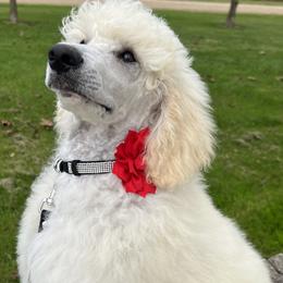 Boy 4 - Poodle puppy from Lake Effect Poodles, Leesa’s Jewlz