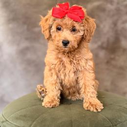Coco - Red  female Goldendoodle puppy in Sacramento, California from GoldenDoodle Love