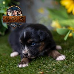 Tiara - Black tri female Miniature American Shepherd puppy in Granbury, Texas from Best Little Aussies