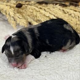 Oh my Josey - Blue merle female Aussiedoodle puppy in Arrington, Tennessee from Tumblin T Aussies and Aussiedoodles