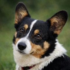 Hooey - Pembroke Welsh Corgi