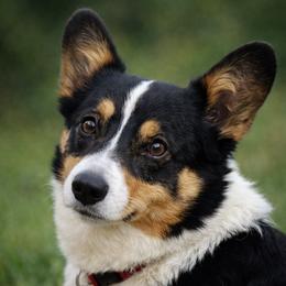 Hooey - Pembroke Welsh Corgi