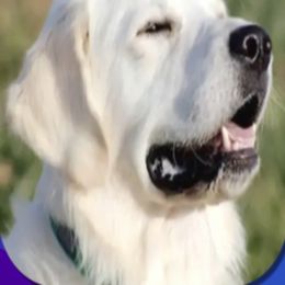 Golden Retriever Puppies from Firefly’s Retrievers