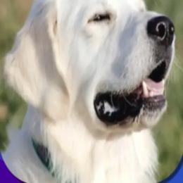 Golden Retriever Puppies from Firefly’s Retrievers