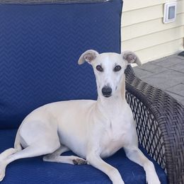 Ava - Whippet