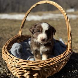 Red Tri Male 2 - Red tri male Miniature Australian Shepherd puppy in Stuart, Virginia from Apple Tree Mini Aussies