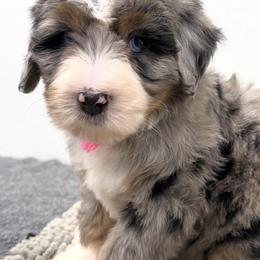 Bernedoodle, Bernese Mountain Dog, and Poodle Puppies from Bubbling Springs Doodles, LLC