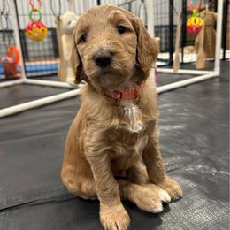 Aquata - Red  female Goldendoodle puppy in Chino Valley, Arizona from Whiskey Row Royals