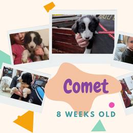 Australian Shepherd and Great Dane Puppies from AEW Farm