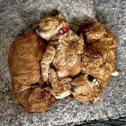 Cavapoo and Poodle Puppies from Quentin