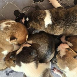 Cream girl - Cream and white female Basenji puppy in Eugene, Oregon from Basenji Puppies