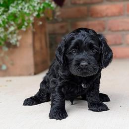 Yellow Collar - Black male Cockapoo puppy in Newmanstown, Pennsylvania from Greta's Cockapoos