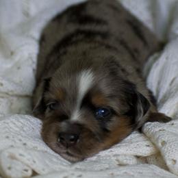 Milo - Blue merle male Miniature American Shepherd puppy in Chocowinity, North Carolina from Foxtail Hollow