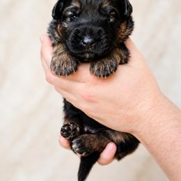 Black boy - Black and red male German Shepherd puppy in Johnstown, Ohio from Vom Haus Neufus