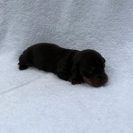 Boy 4 - Black and tan male Dachshund puppy in Stilwell, Oklahoma from Johnson Dachshund’s