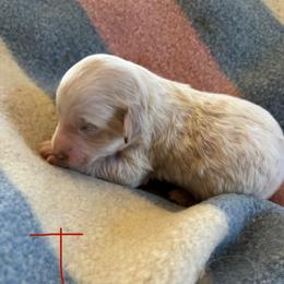Tourmaline - Cream female Labradoodle puppy in Somerset, California from Annie’s Animals