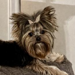 Zoe - Yorkshire Terrier
