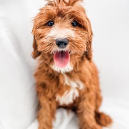 Brownie - Red  male Goldendoodle puppy in Belton, South Carolina from Poodley Doodley Doo