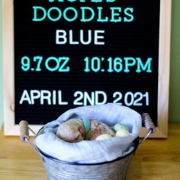 Aussiedoodle, Double Doodle, Goldendoodle, and Poodle Puppies from Hope’s Doodles