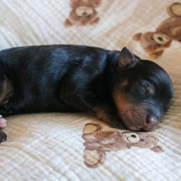 Lark - Black tri female Miniature Australian Shepherd puppy in Melbourne, Florida from True Spirited Aussies