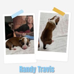 Boy 1 - White and red male Pembroke Welsh Corgi puppy in Athens, Alabama from Southern Sass Corgis