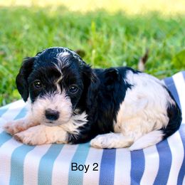 Boy 2 - Doxie and Poodle - Doxiedoodle BOY - Black and tan male Dachshund puppy in Burkesville, Kentucky from Bline’s Awesome Aussies & Doxies at the Bline Family Farm