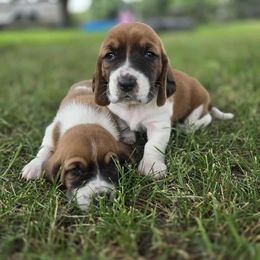 Basset Hound Puppies from Fisher's Couch Hounds