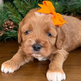 Noelle - Orange Collar - Red female Cavapoo puppy in South Jordan, Utah from Simply Sweet Paws. LLC