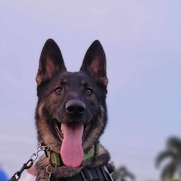 Cooper - German Shepherd
