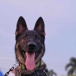 Cooper - German Shepherd