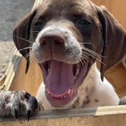 German Shorthaired Pointers from Lena's German Shorthaired Pointers