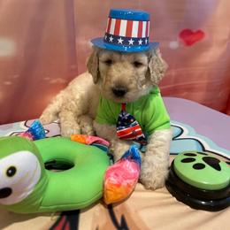 Dallas - Cream male Poodle puppy in Mobile, Alabama from Semmy’s Standard Poodle LLC