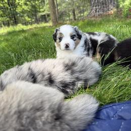 Miniature Australian Shepherd Puppies from Wishing Tree Minis