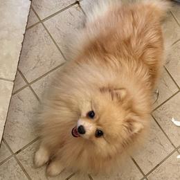 Luna - Pomeranian