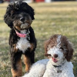 Labradoodle All Grown Up from Lots of Loving Doodles
