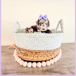 Opal - Chocolate merle female Bernedoodle puppy in Lake City, Florida from 224 Doodles and Poodles
