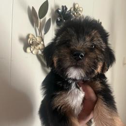 HOMER ready now - Black and tan male Yorkipoo puppy in Gastonia, North Carolina from dynasty kennel