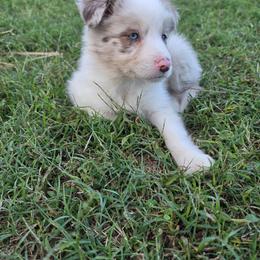 Ruby - Red merle female Border Collie puppy in Ripley, Oklahoma from Adventure5 Border Collies