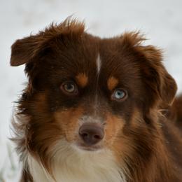 Dash - Toy Australian Shepherd
